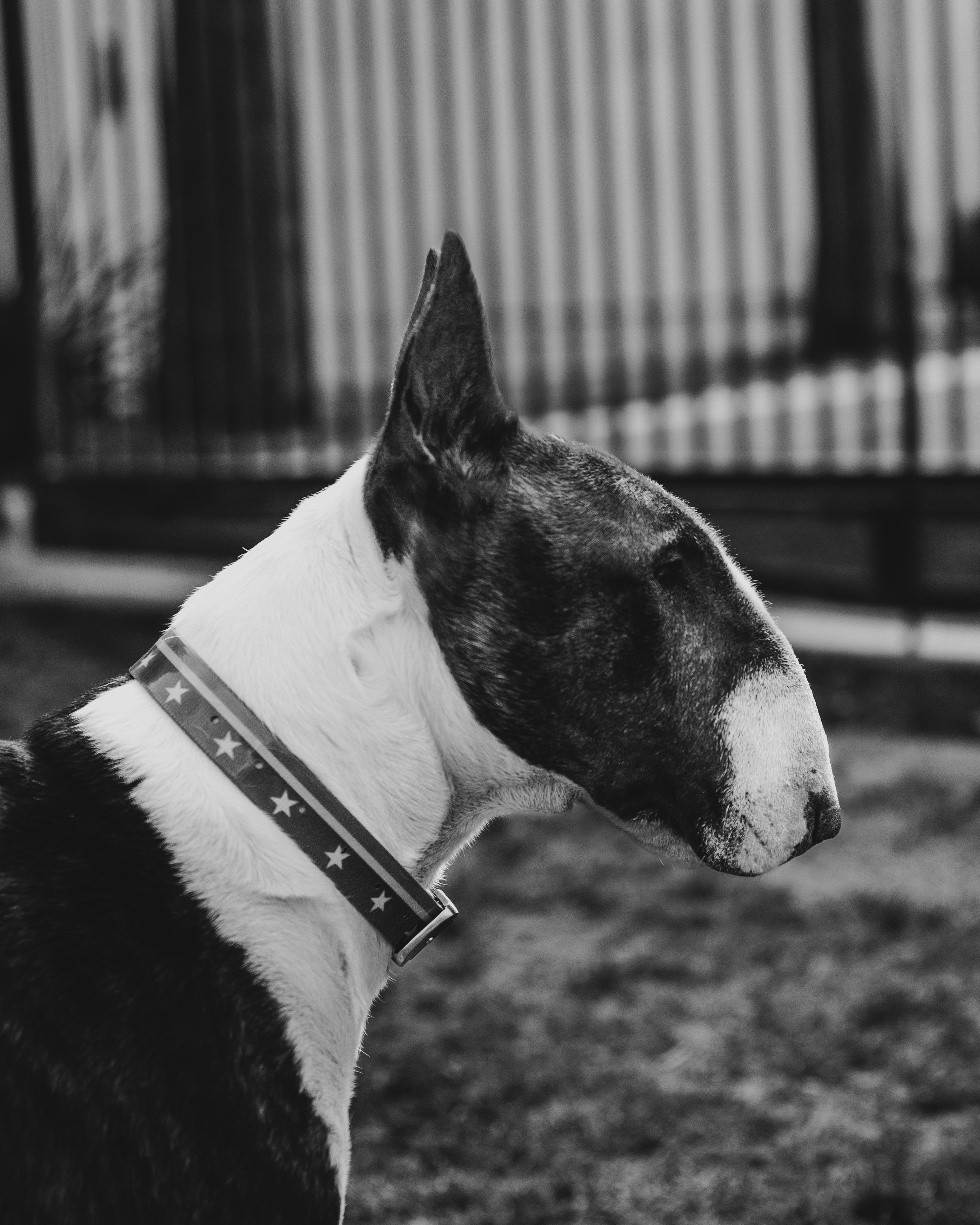 Black and white Bull Terrier profile